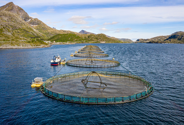 33301136 Farm Salmon Fishing In Norway
