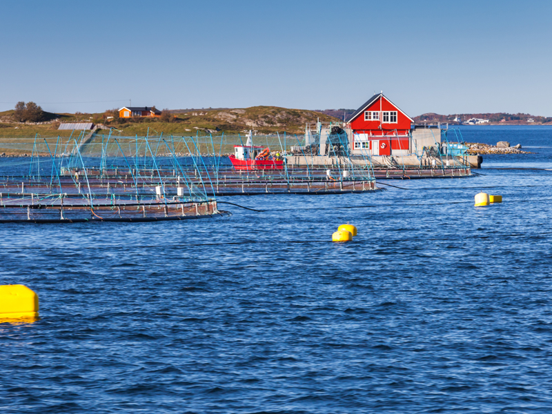 22805124 Norwegian Fish Farm For Growing Salmon